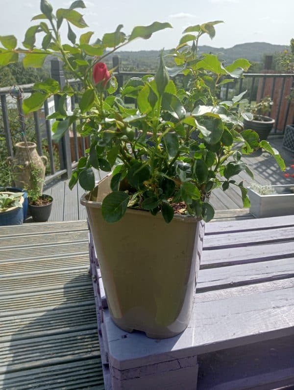 Diamond Anniversary Gifts - Special Anniversary Rose