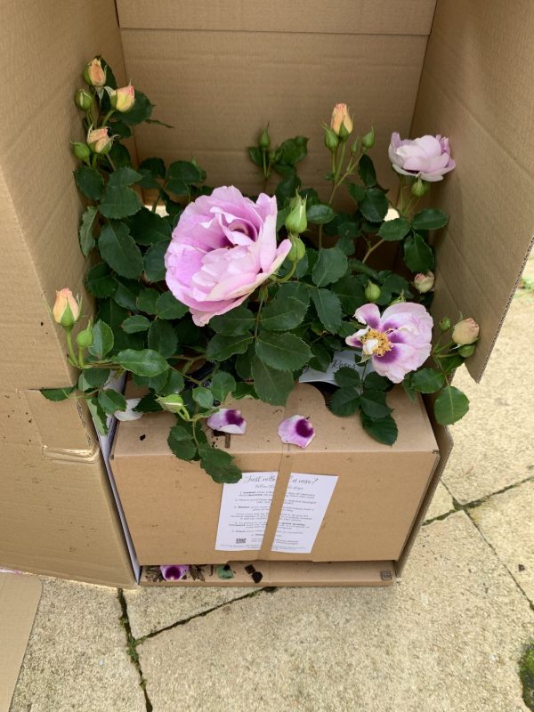 Eyes For You Rose - 60th Wedding Anniversary Gift