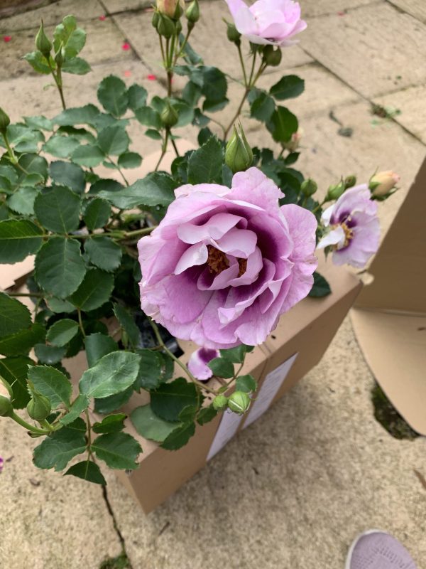 Eyes For You Rose - 60th Wedding Anniversary Gift