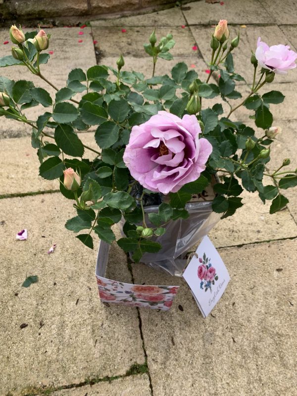Eyes For You Rose - 60th Wedding Anniversary Gift
