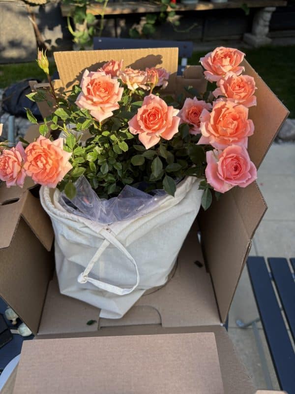 English Roses Retirement Rose - Flower Power Rose