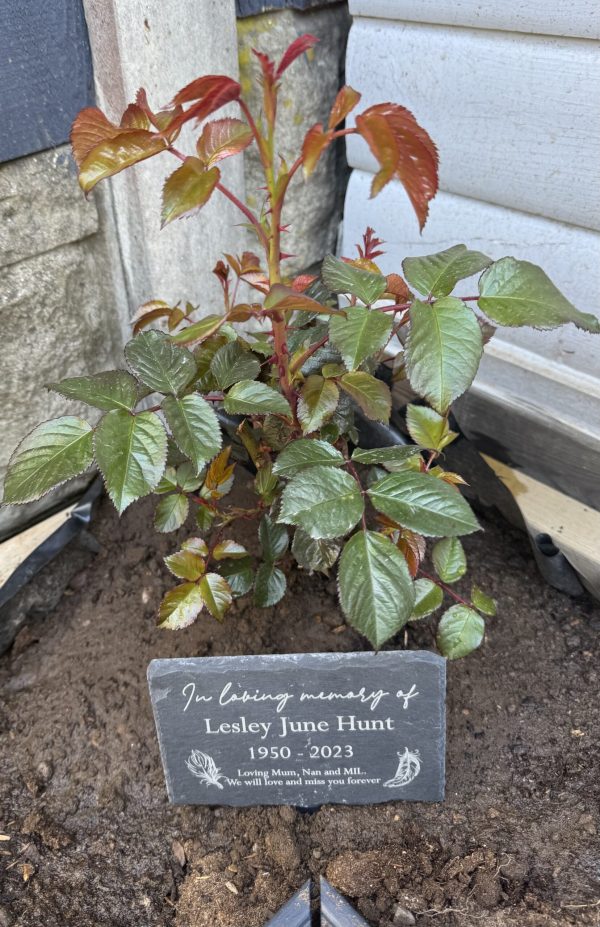 Warm Wishes Rose - Memorial Gifts for Loss of Mother