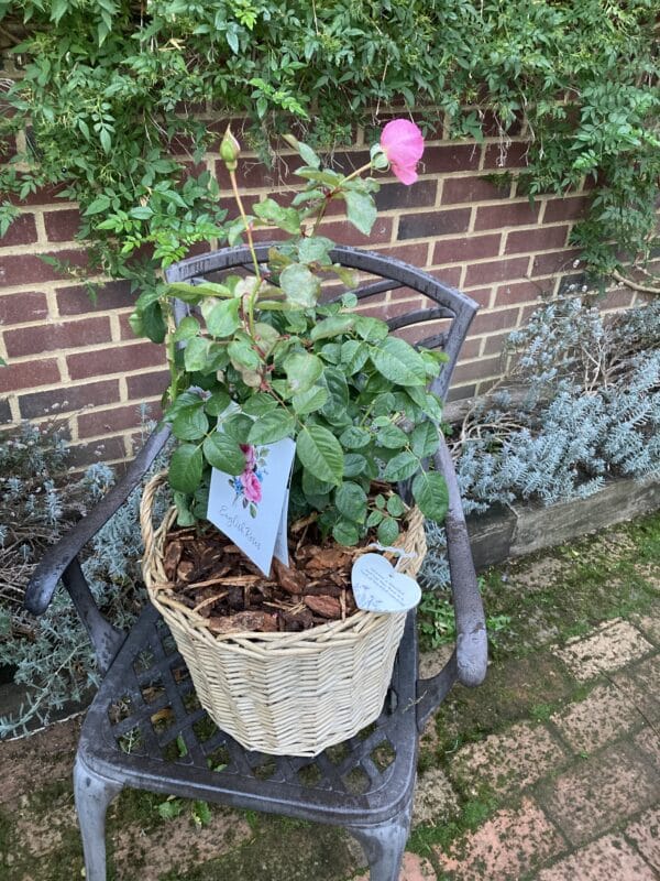 Mum in a Million Rose - Remembrance Gifts For Loss Of Mum