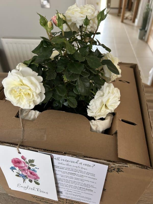 Little Angel Rose
