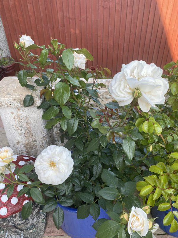 Champagne Moment Rose - 60th Birthday Rose