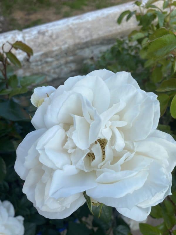 Champagne Moment Rose - 60th Birthday Rose