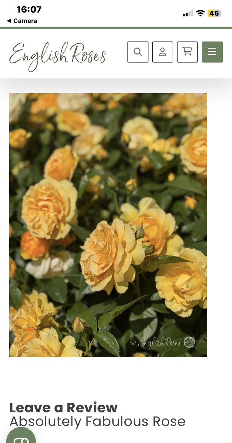 Absolutely Fabulous Rose