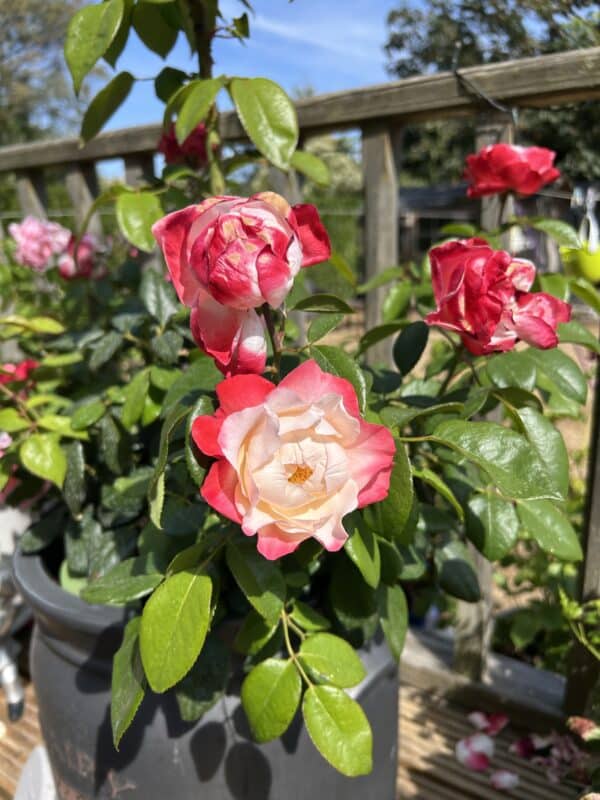 Memorial Rose Gift Planted In Large Willow Basket