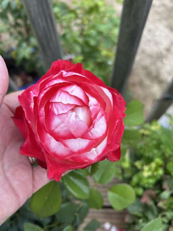 Memorial Rose Gift Planted In Large Willow Basket