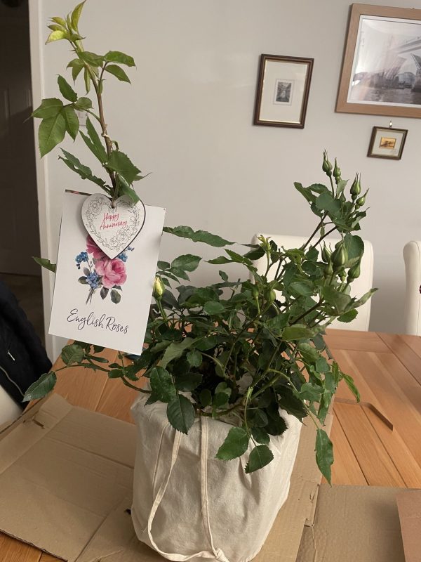 Eyes For You Rose - 60th Wedding Anniversary Gift