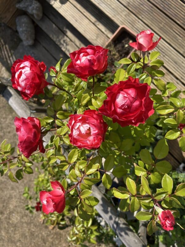 Memorial Rose Gift Planted In Large Willow Basket