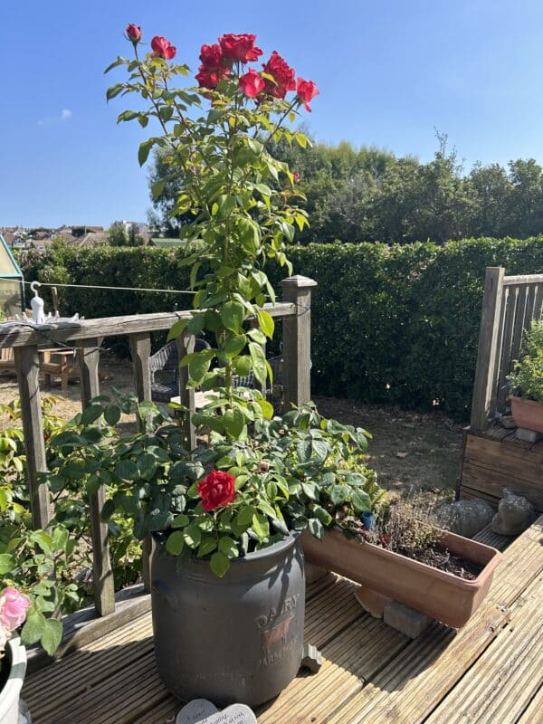 Memorial Rose Gift Planted In Large Willow Basket