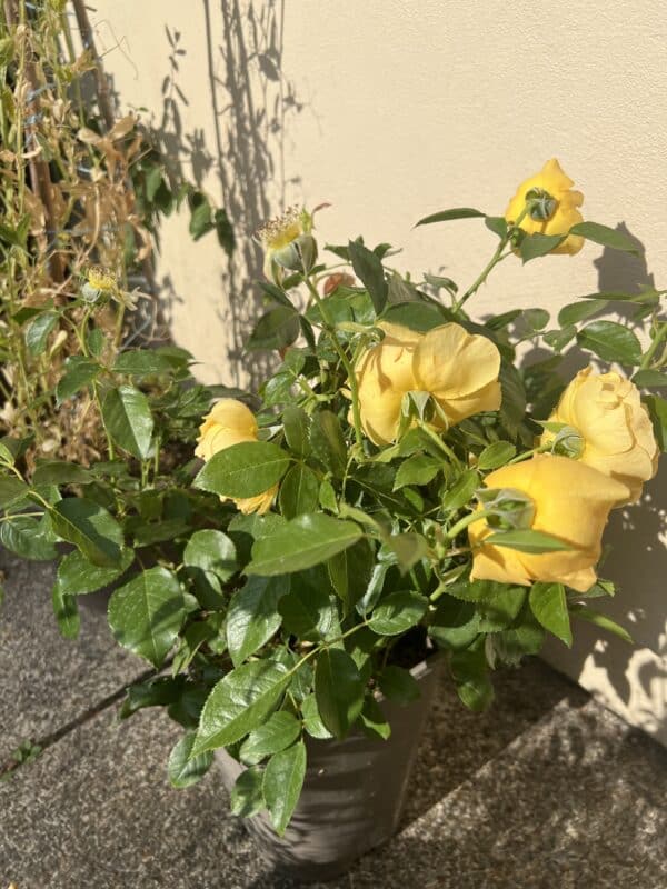 Absolutely Fabulous Rose - 80th Birthday Rose