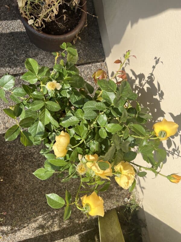 Absolutely Fabulous Rose - 80th Birthday Rose
