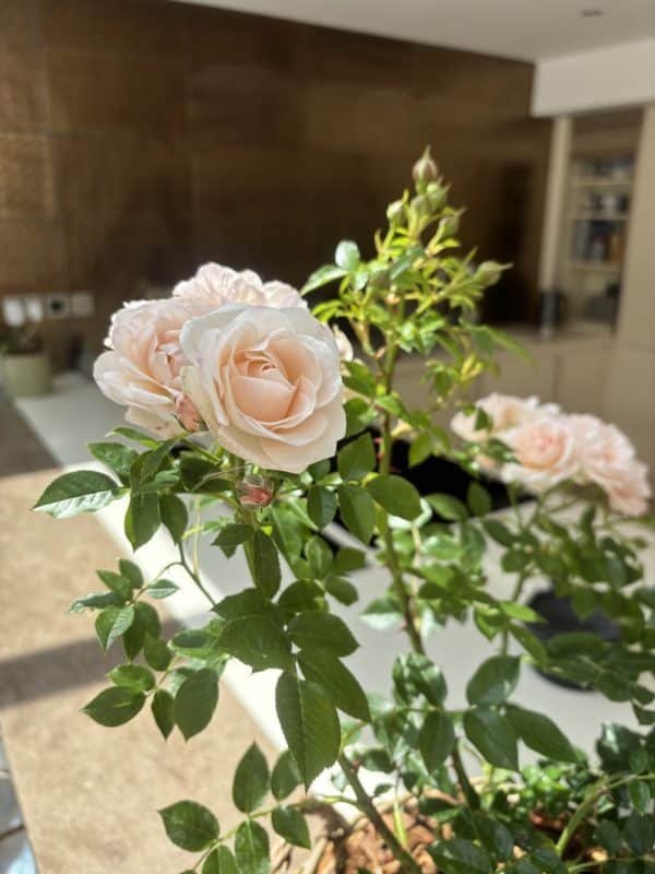 Lovely Bride Rose