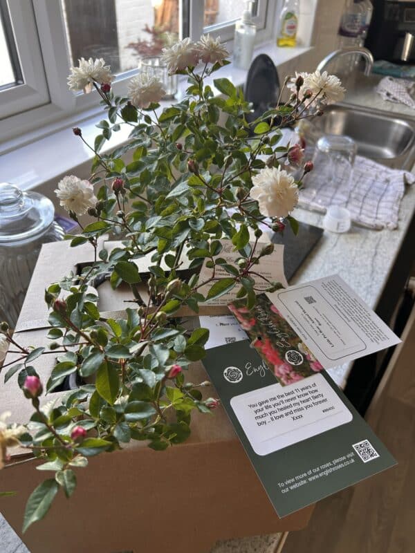 Little Pet Rose - Animal Memorial Roses