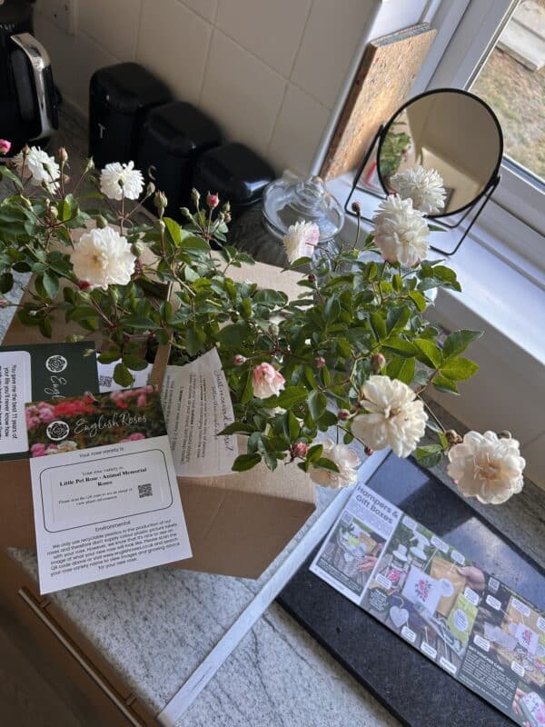 Little Pet Rose - Animal Memorial Roses