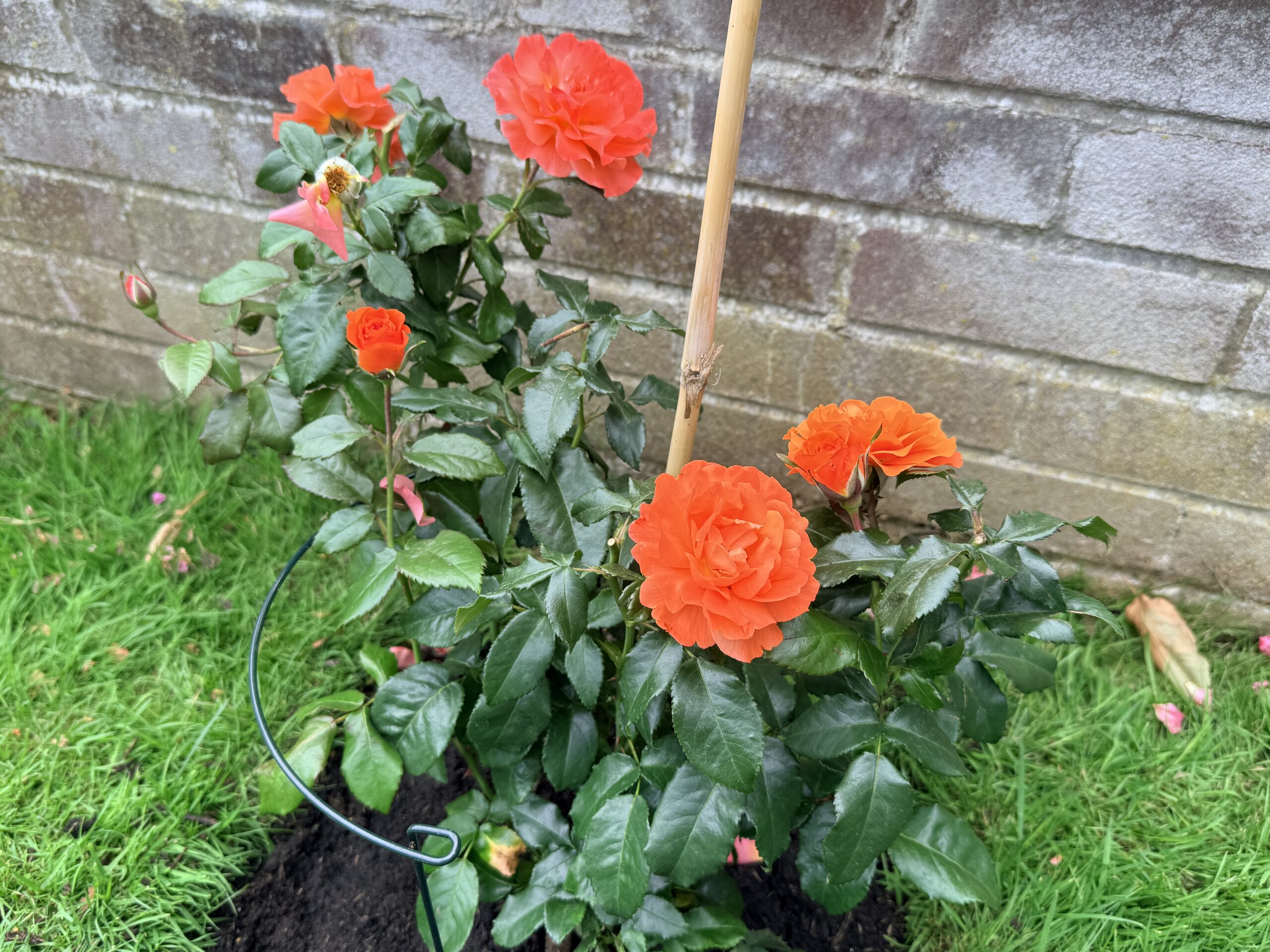 For You With Love Rose