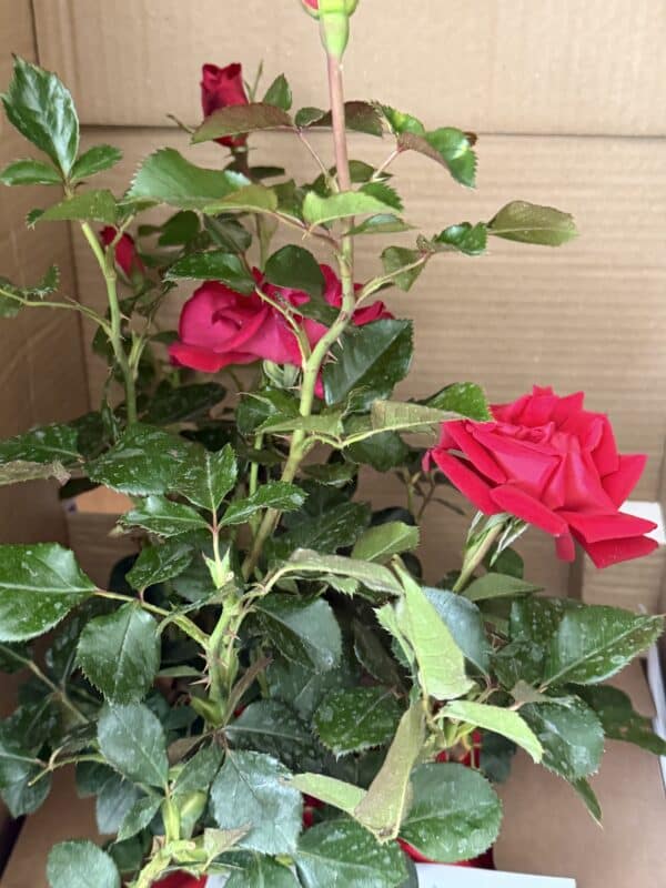 Ruby Wedding Day Rose
