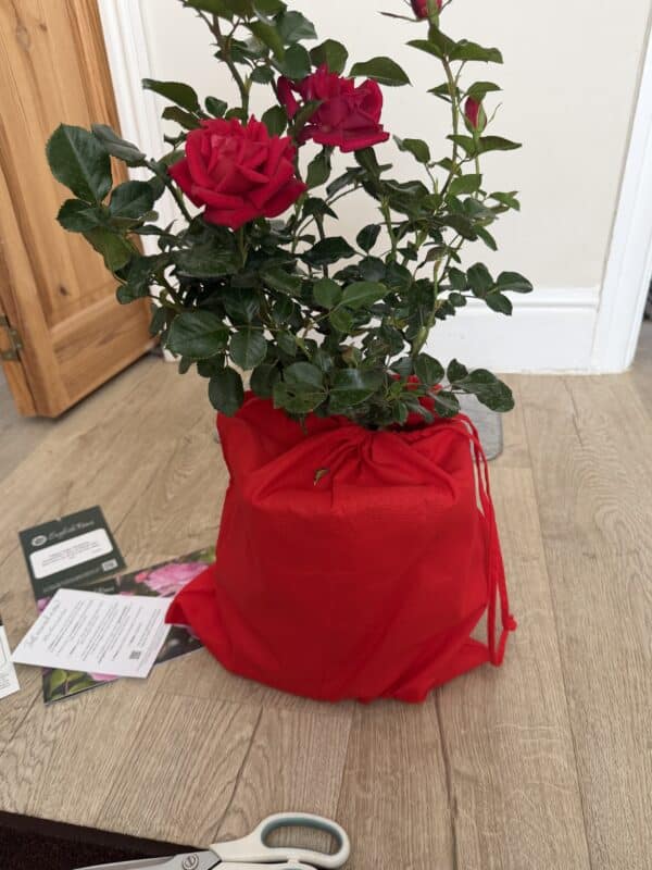Ruby Wedding Day Rose