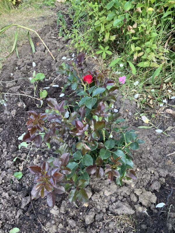 Ruby Wedding Day Rose