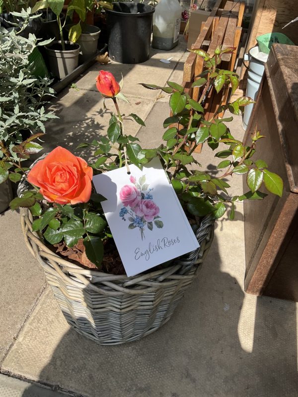 Large Willow Basket - Gift Plant Your Rose