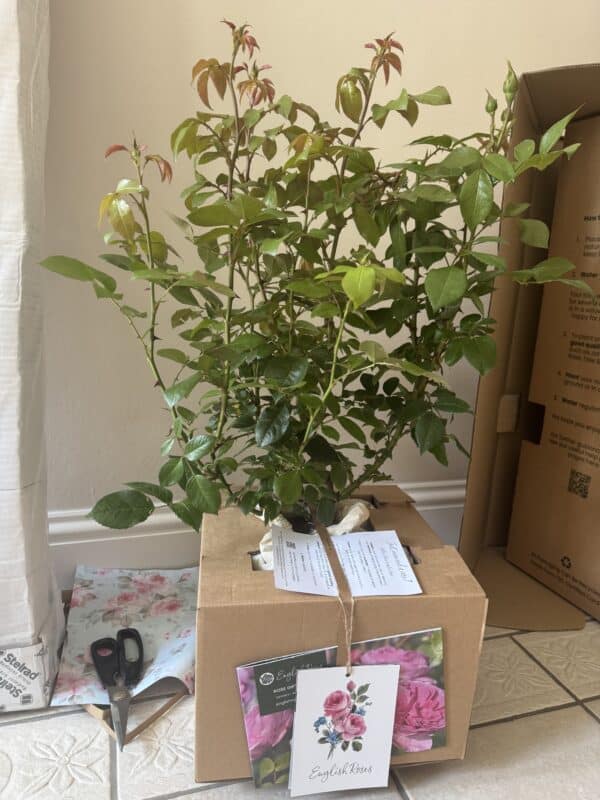 Champagne Moment Rose - Wedding Rose Gift