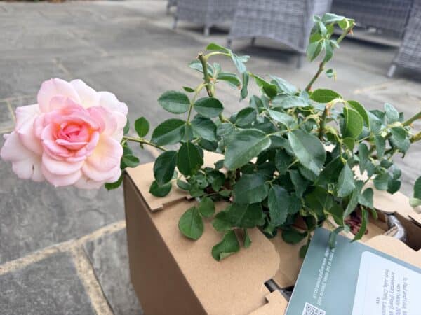 Pearl Rose