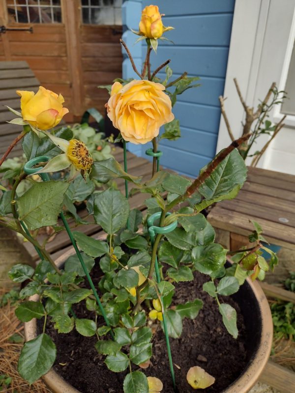 Happy Birthday Rose - 70th Birthday Rose