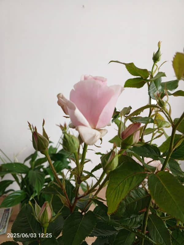 Let There Be Love Rose - Gift For 30th Wedding Anniversary