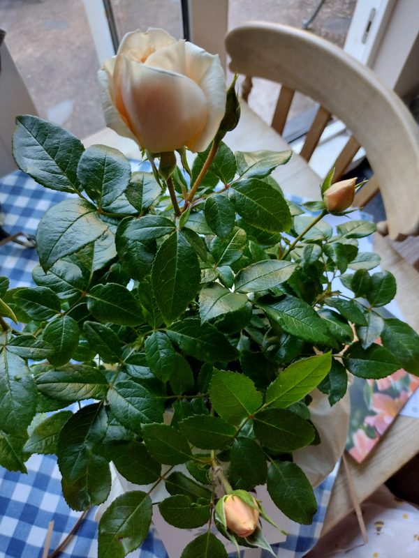 Champagne Moment Rose - 60th Birthday Rose