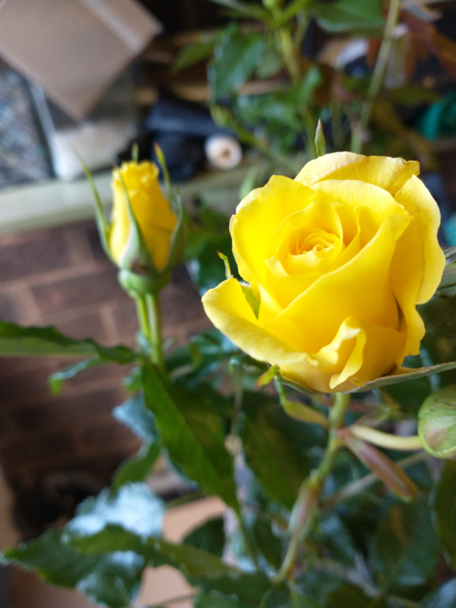 Bobby Dazzler Rose
