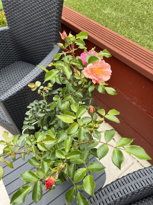 Summer Beauty Rose - Thank You Gifts For Women