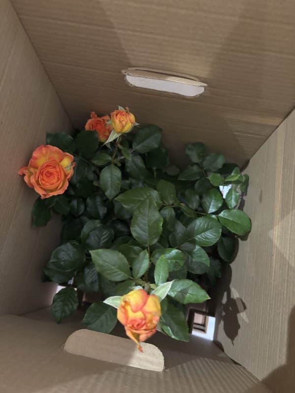 Happy Birthday Rose - 70th Birthday Rose