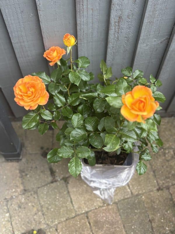 Happy Birthday Rose - 70th Birthday Rose