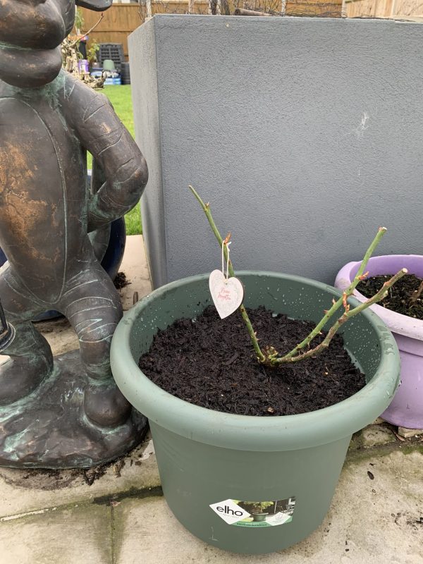 Forever In Our Hearts - English Roses Memorial Gift