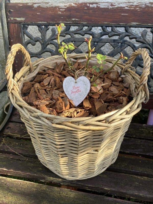 Scented Rose Gift In Memory Of Mum - English Roses Planted Basket