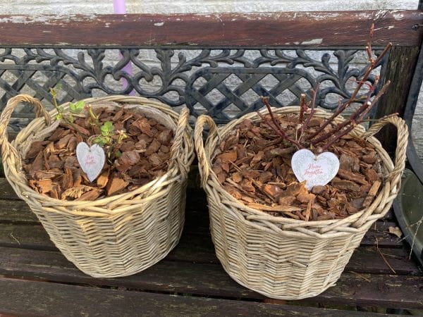 Scented Rose Gift In Memory Of Mum - English Roses Planted Basket