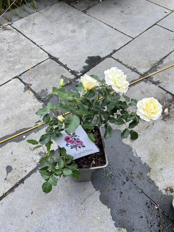 Diamond Days Forever Rose