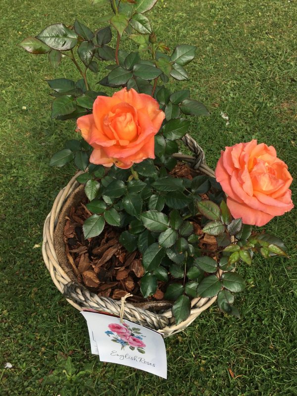 Mamma Mia Rose