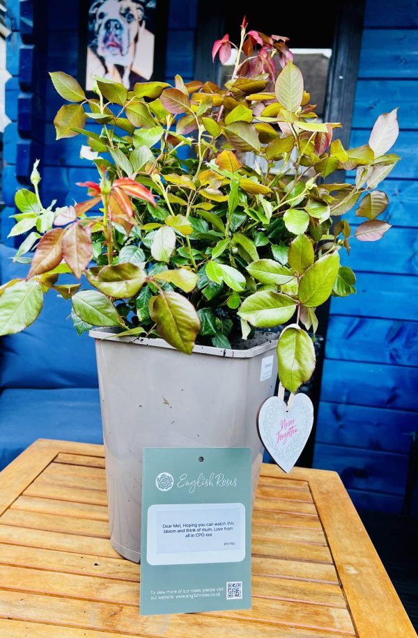 Pink Hit Rose - Loss of Mum Gift