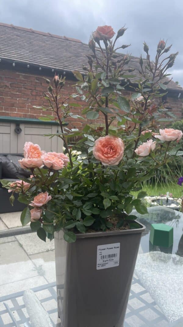 English Roses Retirement Rose - Flower Power Rose