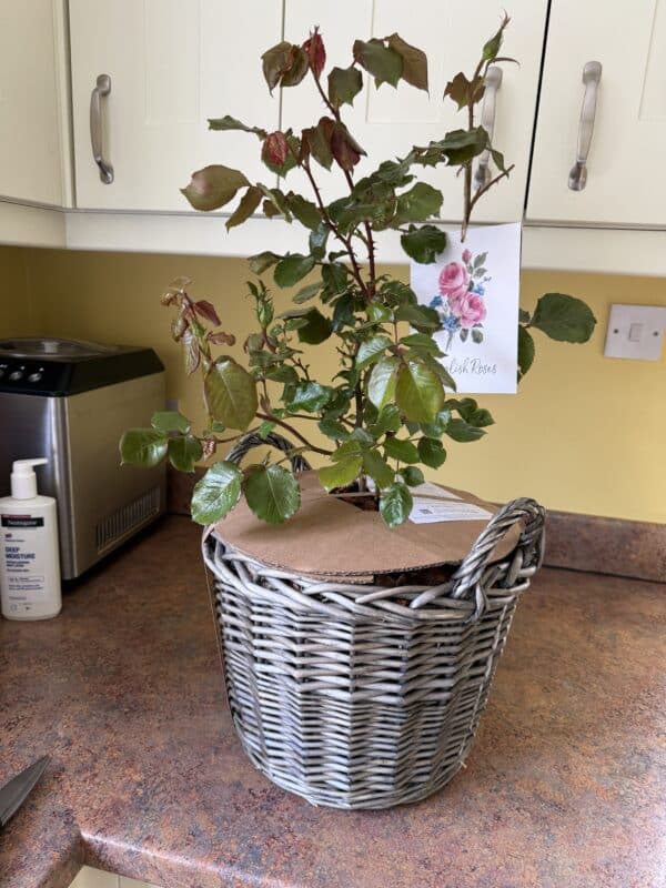 Gift Planted 70th Birthday Rose In Large Willow Basket