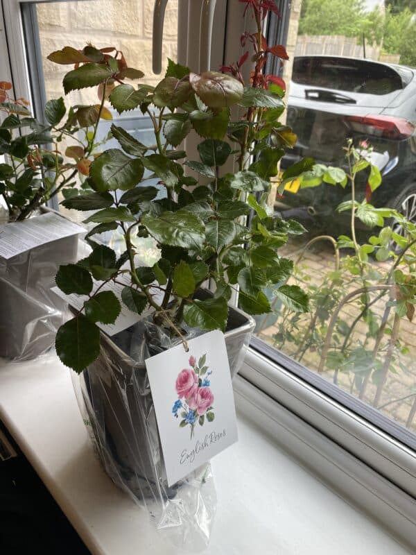 In Loving Memory Of My Brother - English Roses Gift