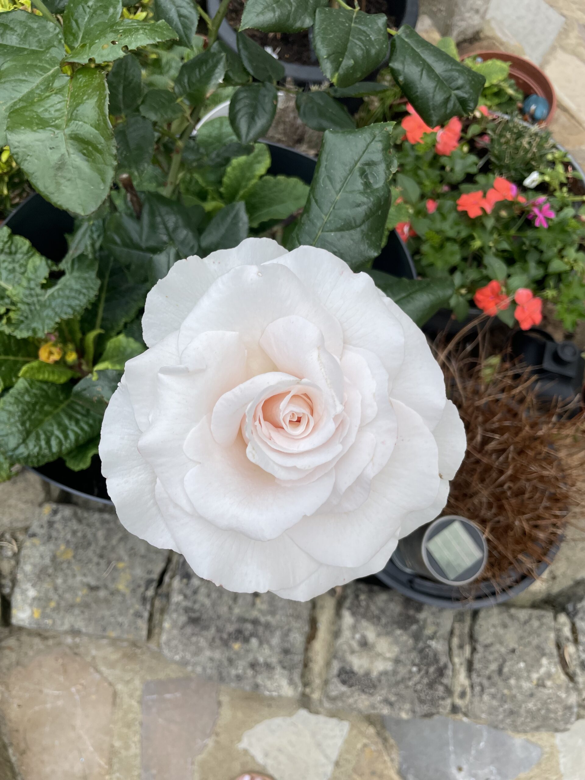 Pink Hit Rose - Loss of Mum Gift
