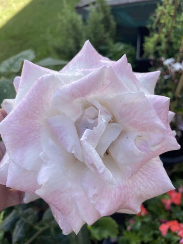 Pink Hit Rose - Loss of Mum Gift
