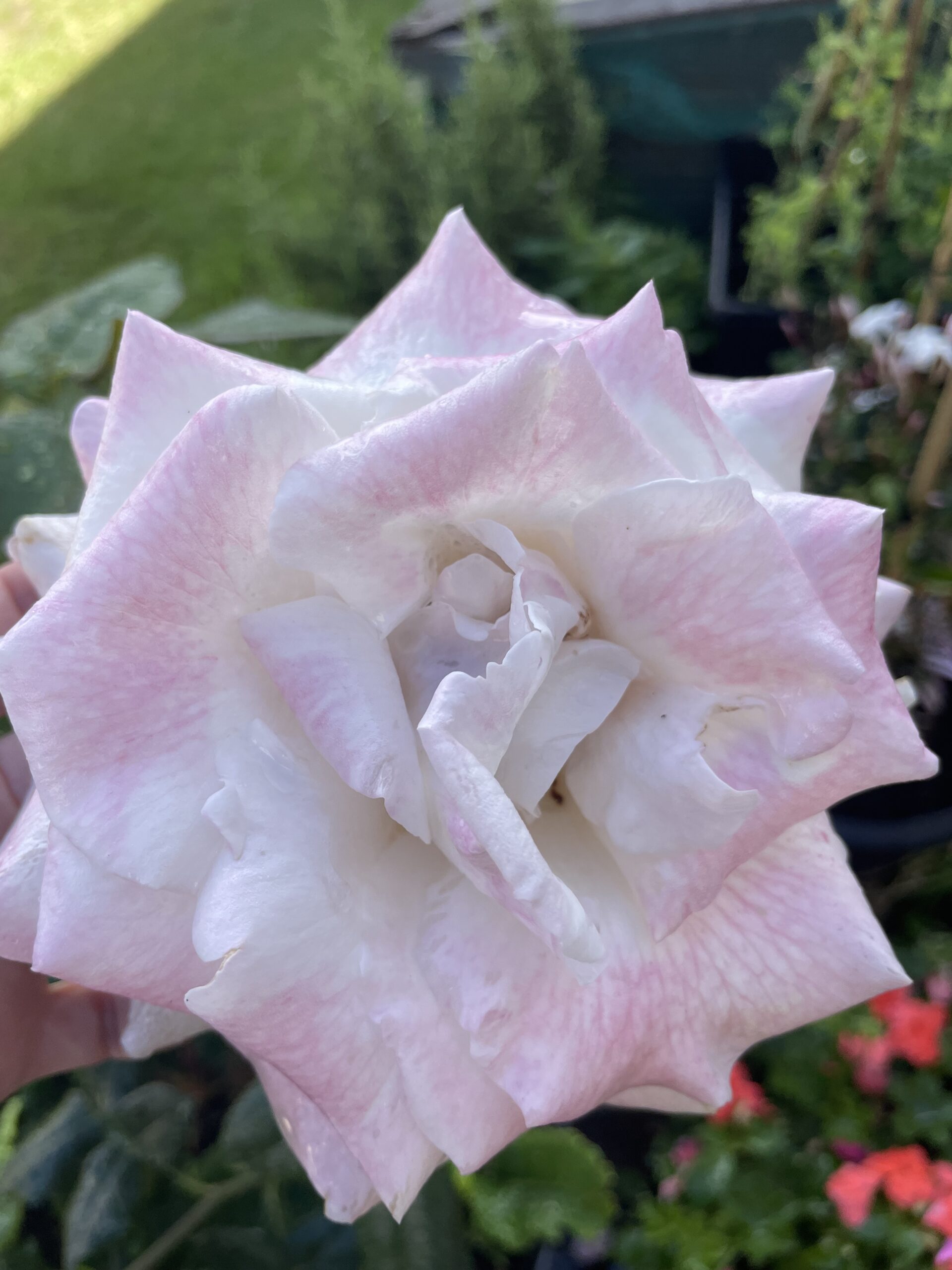 Pink Hit Rose - Loss of Mum Gift