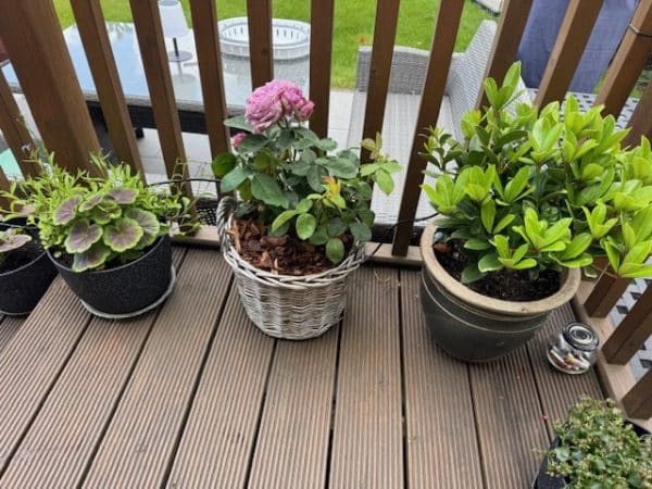 Large Willow Basket - Gift Plant Your Rose