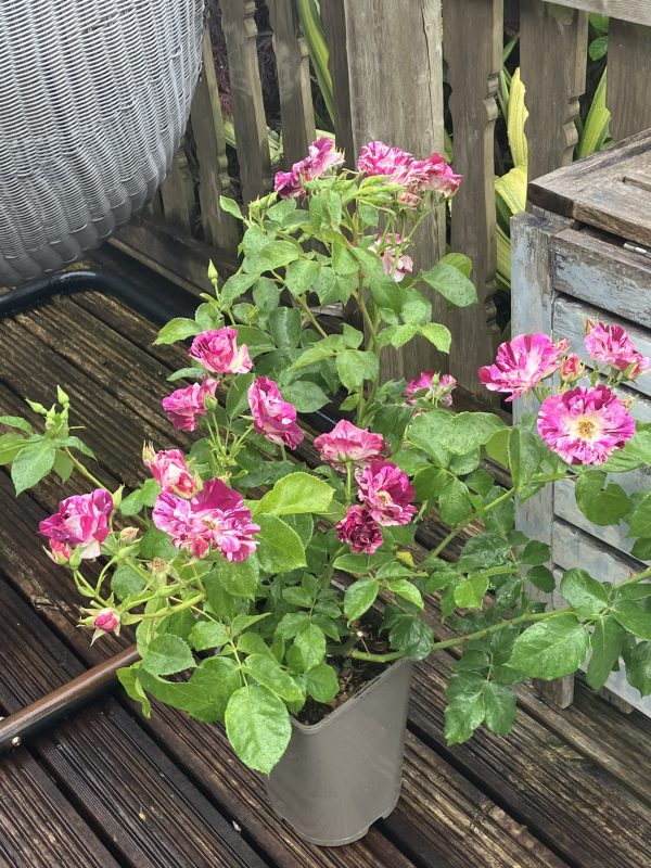 Oh Wow! Rose