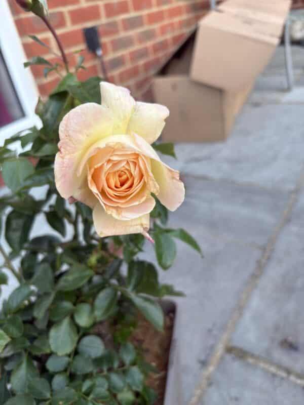 Special Day Rose - Happy Retirement Gift